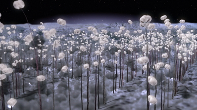 http://www.setomomoko.org/media%20site/salt8_ws.jpg